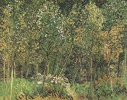 Vincent Van Gogh The Grove (nn04) USA oil painting artist